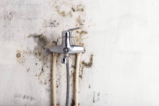 Best DIY Mold Remediation Support Services in Steele Creek, AK
