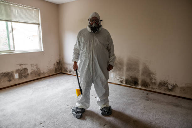 Best Black Mold Remediation in Steele Creek, AK
